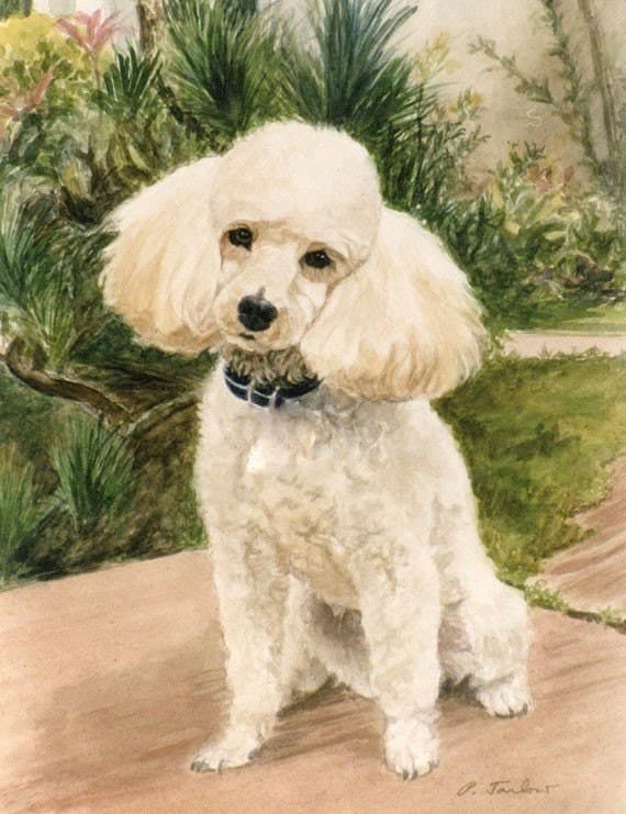 댕댕이 매력 월드컵🏆 후보 2